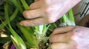 Милтония. Уход за орхидеей. Пересадка. Miltonia Bluntii Full house. Свет, полив для орхидеи