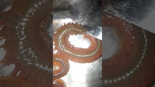 это морские черви а по научному "нерис". смотреть онлайн