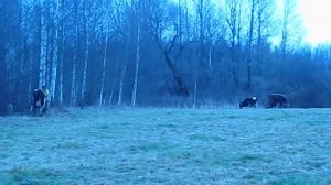 Вольное содержание свиней.