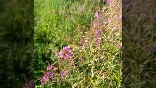 Болтливая старуха. Русская народная сказка смотреть онлайн