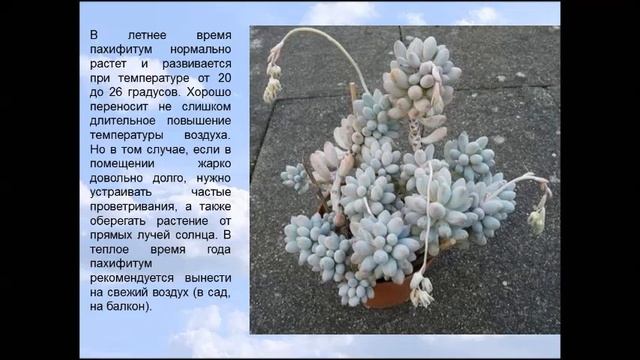 Пахифитум смотреть онлайн