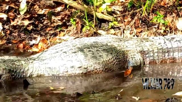 Jacaré do papo amarelo (caiman) смотреть онлайн