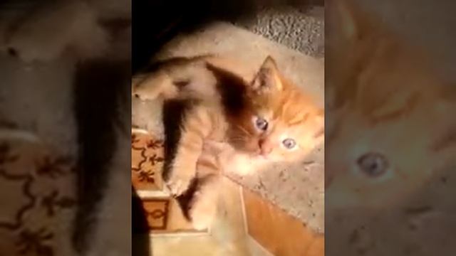 Ярко-рыжий котенок смотреть онлайн