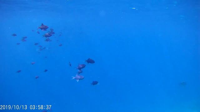 Maldives house reef Amazing ! смотреть онлайн