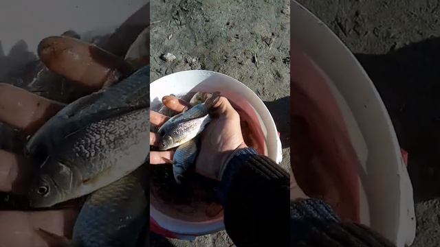 Зарыбленный пруд карасём./The buried pond is a crucian./埋的池塘是一个鲫鱼。 смотреть онлайн