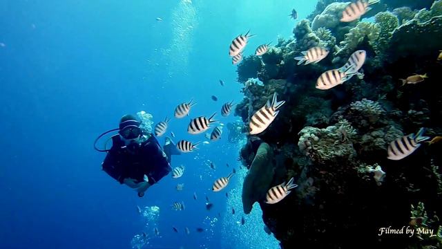 Люди и другие обитатели Красного моря/Humans and other inhabitants of the Red Sea смотреть онлайн