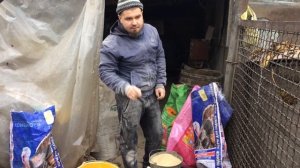 Корм для свиней. СТАРТ 10-25 кг. Тестируем БМВД Калинка. Свиноводство.