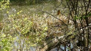 Ужи & Кваканье лягушек