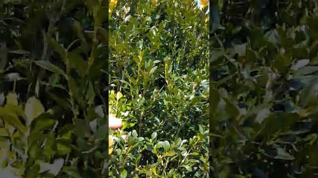 Carolina Native Nursery смотреть онлайн