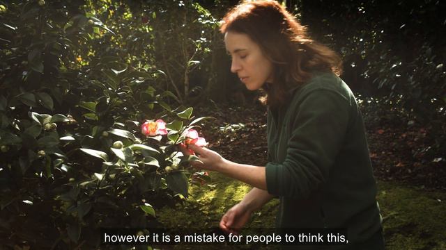 Camellia Collection Terra Nostra Garden - full version смотреть онлайн