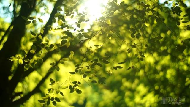 пение птиц в лесу слушать онлайн бесплатно для сна и детей в хорошем качестве для релакса и сна смотреть онлайн