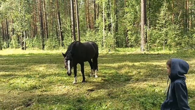 Прогулка в лесу с козами/ Встреча с конём/Набрали грибов. Благодарность подписчикам! смотреть онлайн