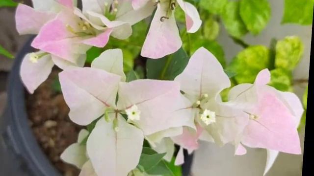 SUPER SALE RARE TOP RARE BOUGAINVILLEA CUTTINGS 30 PIECES FREE MOONLIGHT JEWEL смотреть онлайн