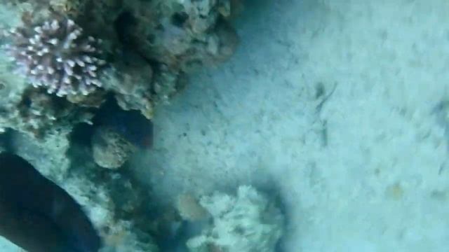 Show OCTOPUS CYANEA in the Red Sea, Eilat смотреть онлайн