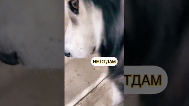 "А вот это провал" - подумал Штирл Шарик смотреть онлайн