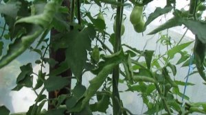 ТОМАТ ЗАБАВА И ПЕРЦЕВИДНЫЙ РОЗОВЫЙ / 6 ИЮЛЯ