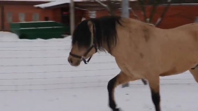 Подмосковный Центр воспроизводства редких животных пополнился молодым жеребцом вятской породы. смотреть онлайн