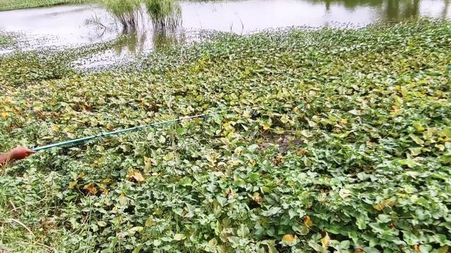 Incredible Fishing|Fisher Man Catching The Rohu Fishes To Catch With Hook|Unique Fishing Video
