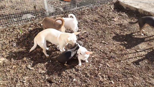 социализация щенков чихуахуа Кастропуло Крым, Майбах противный хулиган,гуляют все смотреть онлайн