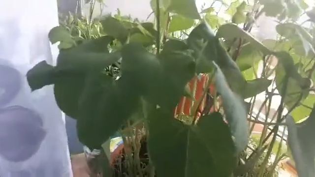 Еще одна причина, почему вытягивается рассада.. смотреть онлайн