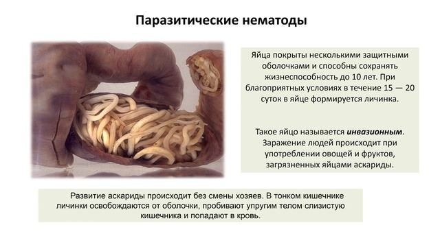 5. Тип Круглые черви (экспресс Зоология) подготовка к ОГЭ и ЕГЭ Биология смотреть онлайн