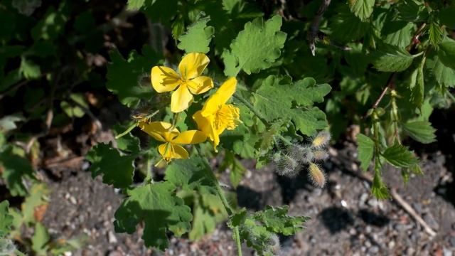 Samsung NX1 with 60mm lens in Ultra HD 4K смотреть онлайн