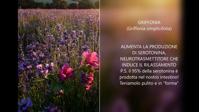 LE PIANTE CHE AIUTANO A RILASSARSI E A DORMIRE MEGLIO... PICCOLO PRONTUARIO смотреть онлайн