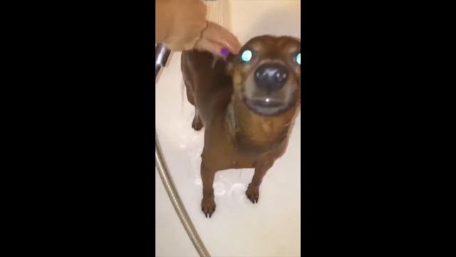 Мой цвергпинчер )) Мой шоколадный пёс)) смотреть онлайн