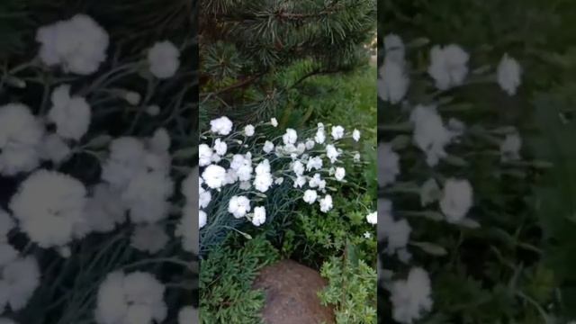 Гвоздика Травянка.#гвоздики #цветок #клумба #хайпсад #озеленение #посадка #уходзасадом1 #пересадка смотреть онлайн