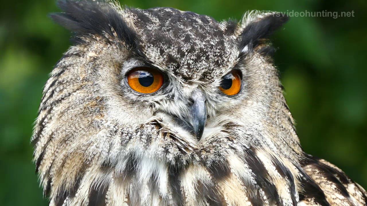 Scotland 3, Шотландия 3