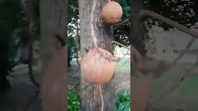 สาระ ไม่ใช่ สาละ เป็นไม้ในพุทธประวัติเกี่ยวข้องกับการประสูติ ตรัสรู้ และปรินิพพาน смотреть онлайн