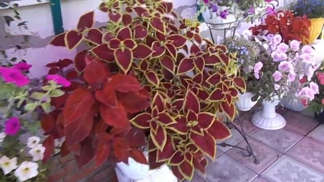 МОЩНЫЙ РОСТ КОЛЕУСОВ В СЕНТЯБРЕ.ИХ ПЁСТРАЯ КРАСОТА ЛИСТОВОЙ МАССЫ ЗАВОРАЖИВАЕТ ВЗГЛЯД. смотреть онлайн