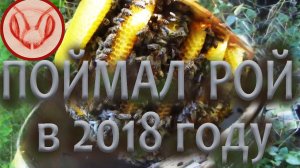 Ловушка на пчёл скручена из фанеры. Ловушка без рамок. Залетел вторачёк - слабая семейка