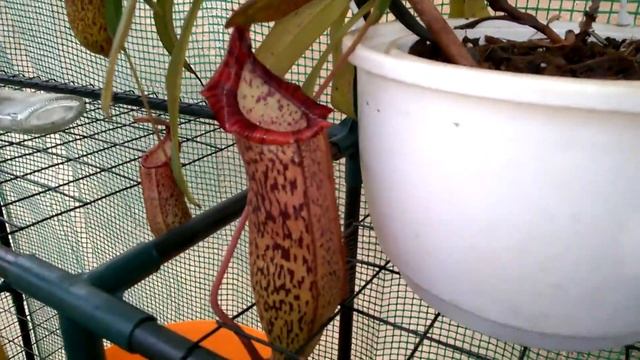 Nepenthes Spectabilis x Ventricosa смотреть онлайн