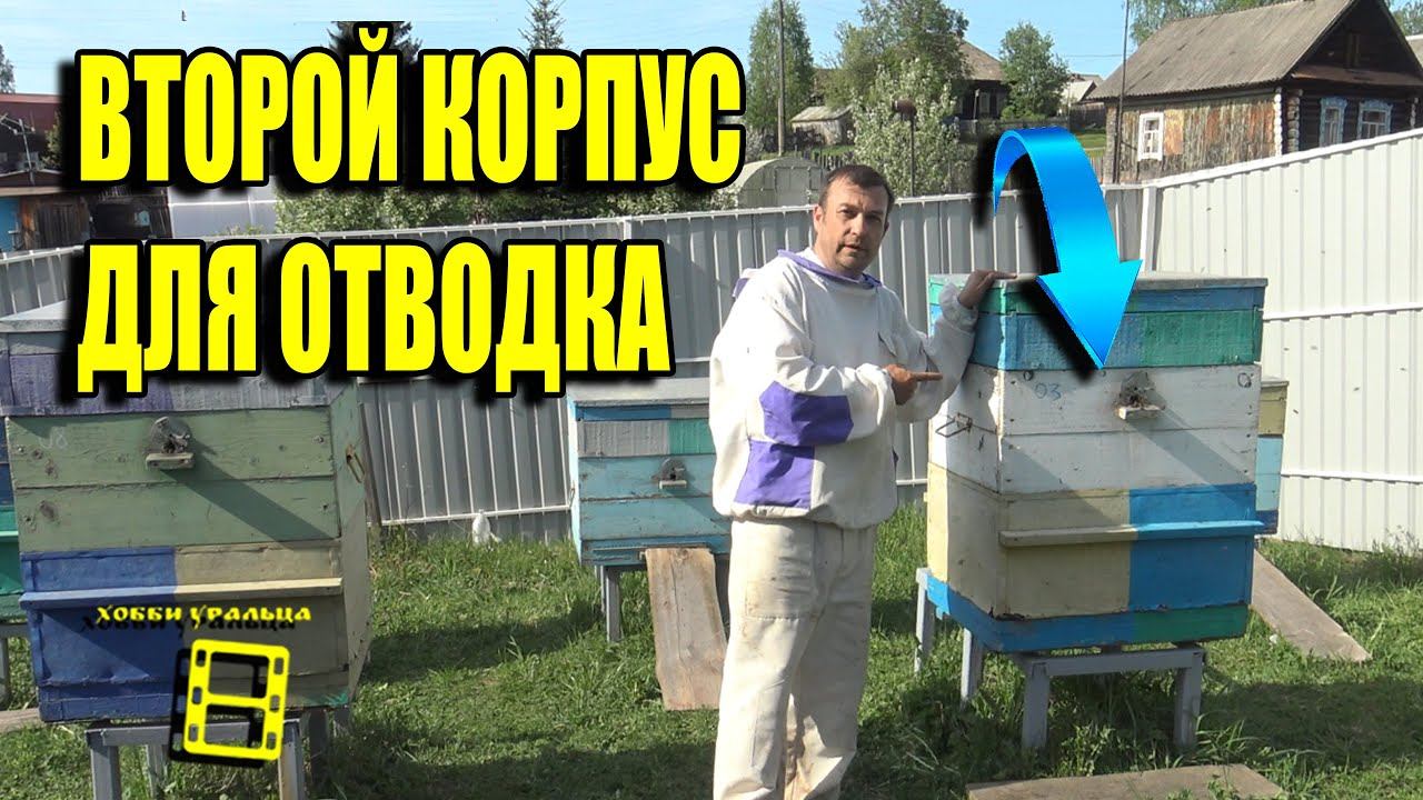 ОТВОДОК ВО ВТОРОМ КОРПУСЕ. ВЫВОД МАТОК, ОТВОДКИ ПЧЕЛ БЕЗ РОЕНИЯ 1 ДЛЯ НАЧИНАЮЩИХ ПЧЕЛОВОДОВ 11-21 смотреть онлайн