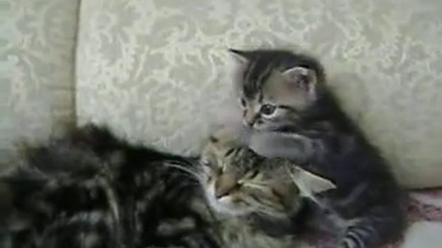 котёнок не даёт маме спать смотреть онлайн