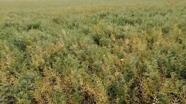 No-Till - Горчица белая + вика яровая. Занятый пар. смотреть онлайн