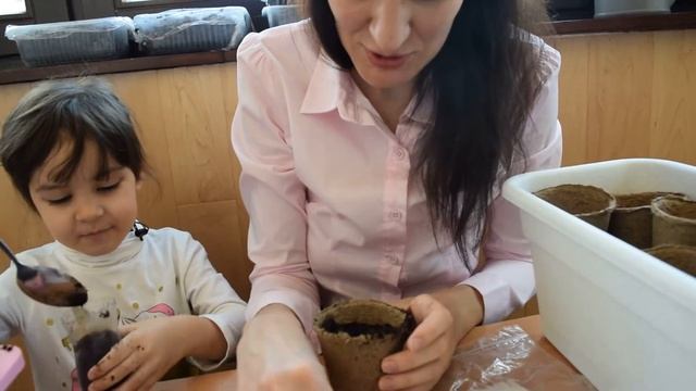 Лимон из косточки в торфяных горшках. Юные садоводы смотреть онлайн