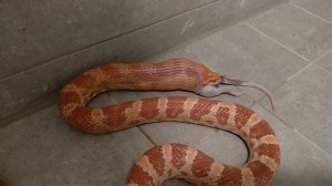 Schlange VS Ratte. Змея ест огромную крысу(замороженный корм)
