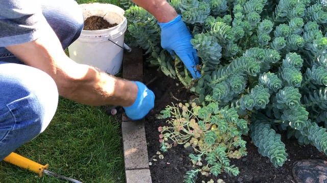 Mole Control – What Worked? смотреть онлайн
