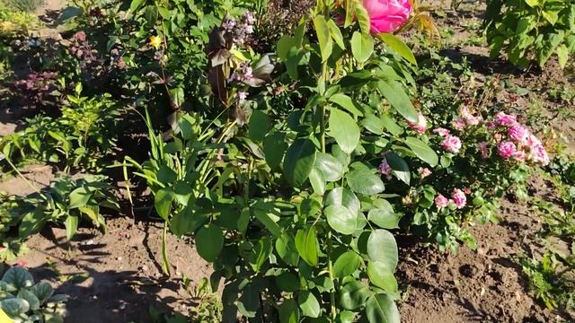 Роза Поль Нерон - пересорт от БЕККЕР смотреть онлайн