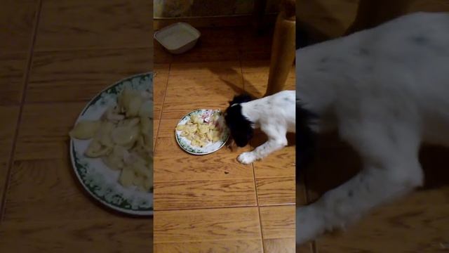 Русский спаниель щенок 2 месяца кушает всё смотреть онлайн