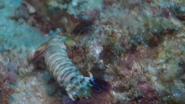 Indonesia 2022 Komodo Youtube