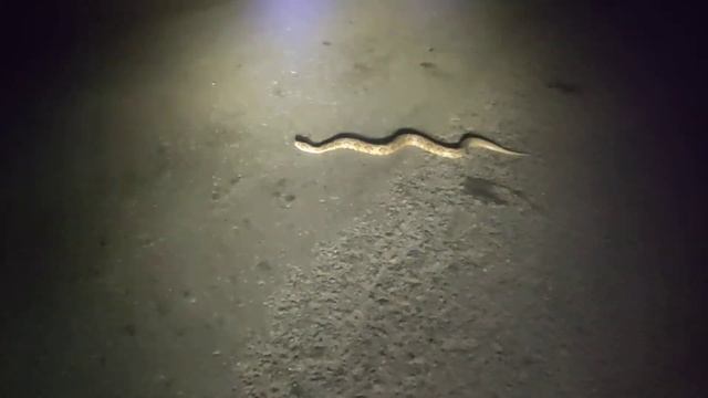 big python crossing road at night time, amazing meet with python while bike ride during night time смотреть онлайн