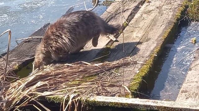 Кот поймал рыбу без удочки смотреть онлайн