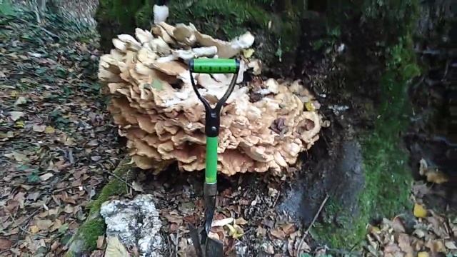 Трутовик. ТСЖ не детских габаритов.