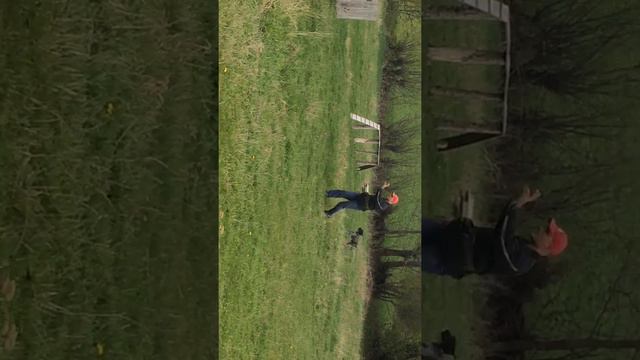 Послушание дратхар #3.Услуги кинолога 0976870621 смотреть онлайн