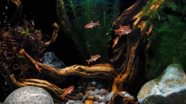 Barbus смотреть онлайн