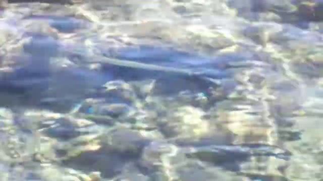 Рыба игла. Красное море. смотреть онлайн