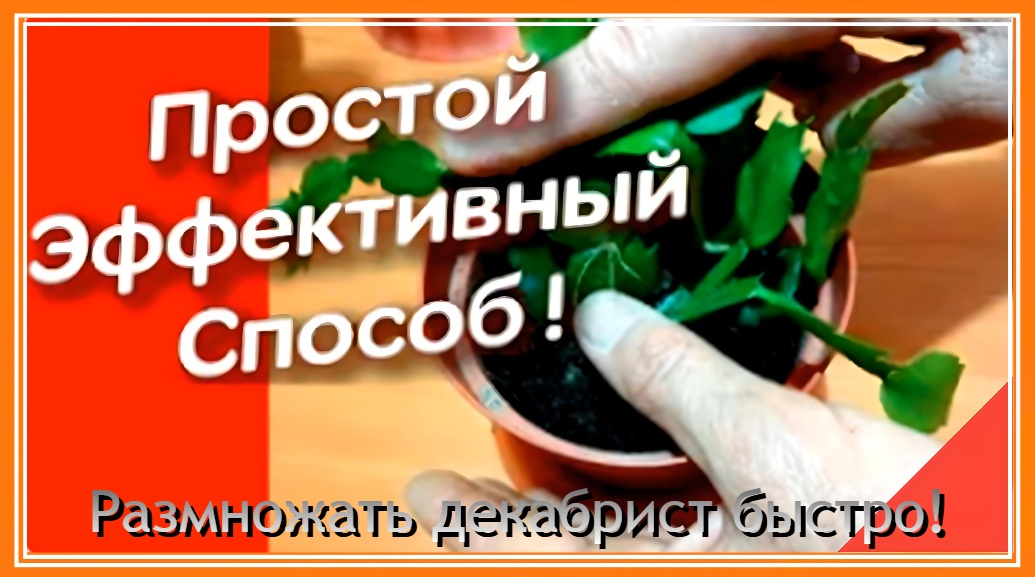 Размножение декабриста простым способом.Как нарастить корни для быстрого размножения. смотреть онлайн